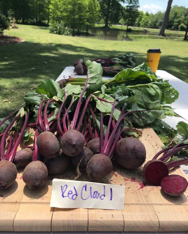 LSU AgCenter 2020 Spring Beet Trial